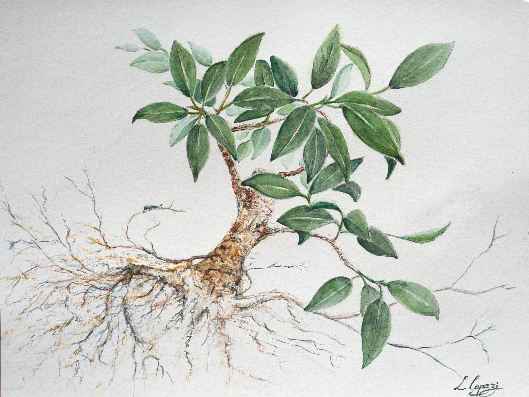 Bonsai – Aquarell von Laura Capozzi: ein kleiner Baum mit glänzenden Blättern und weit verzweigten, freigelegten Wurzeln